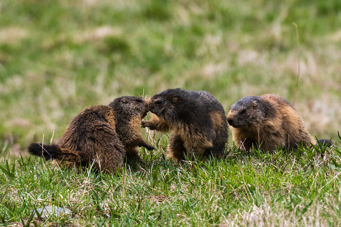 Three alpine marmots, Marmota marmota, playing on grass.. Aosta, Val Savarenche, Gran Paradiso National Park, Italy.