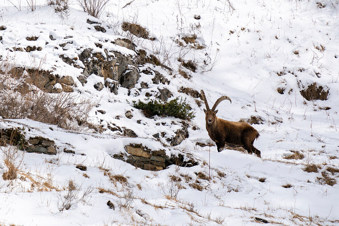 Alpensteinbock (Capra ibex), Nationalpark Gran Paradiso, Aosta-Tal, Italien.