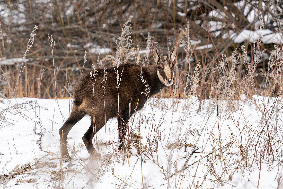 Alpine Chamois (Rupicapra rupicapra), Gran Paradiso National Park, Aosta Valley, Italy.