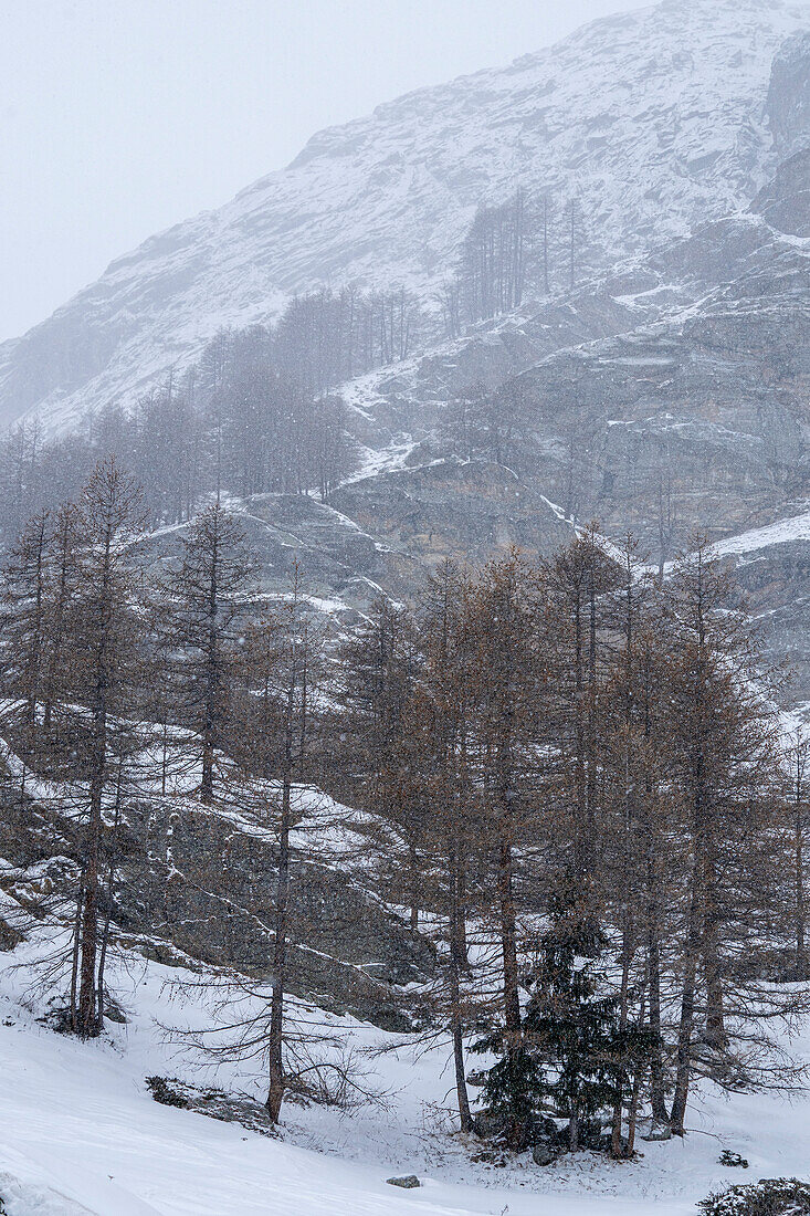 Gran-Paradiso-Nationalpark, Aostatal, Italien.