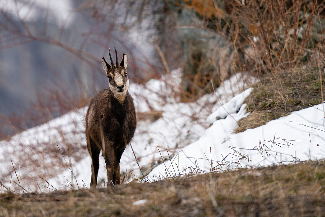 Alpine Chamois (Rupicapra rupicapra), Gran Paradiso National Park, Aosta Valley, Italy.