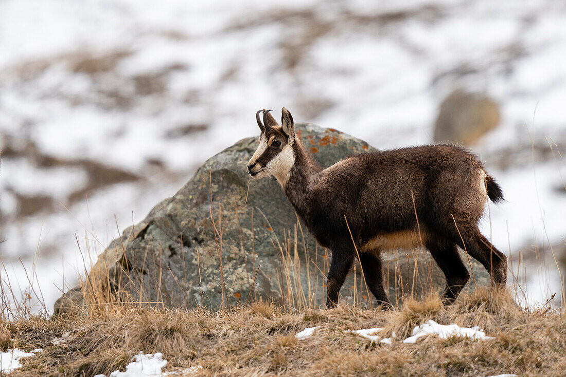 Alpengämse (Rupicapra rupicapra), Nationalpark Gran Paradiso, Aostatal, Italien.