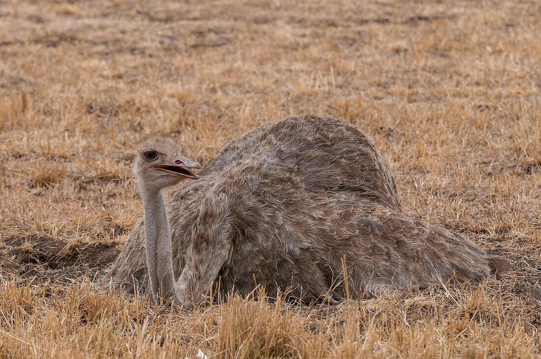 A female common ostrich, Struthio camelus, nesting. Masai Mara National Reserve, Kenya.