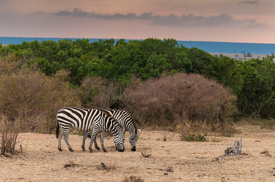 Two plains zebras, Equus quagga, grazing. Masai Mara National Reserve, Kenya.