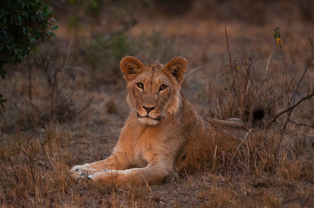Portrait of young male lion, Panthera leo, at rest. Masai Mara National Reserve, Kenya.