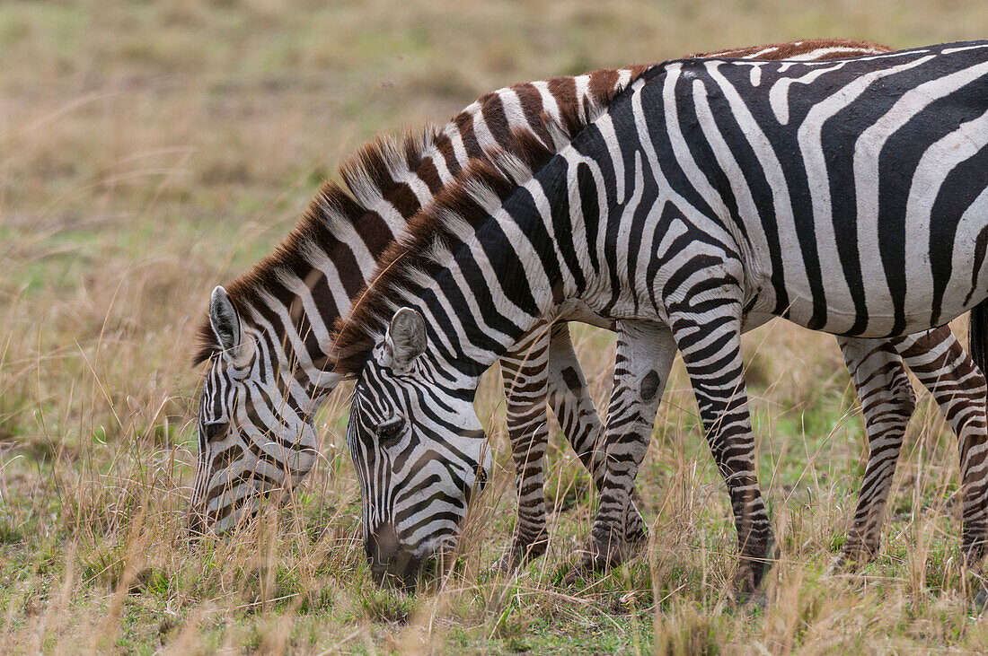 Two plains zebras, Equus quagga, grazing. Masai Mara National Reserve, Kenya.