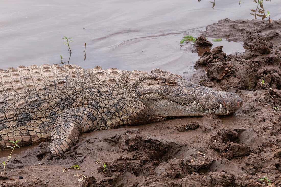 Ein Nilkrokodil, Crocodilus niloticus, ruht an einem Ufer des Mara-Flusses. Mara-Fluss, Masai Mara-Nationalreservat, Kenia.