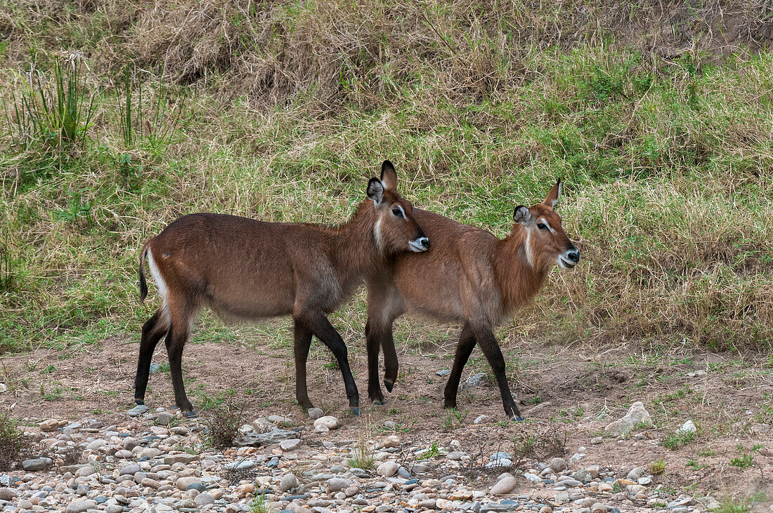 A portrait of two young common waterbucks, Kobus ellipsiprymnus, walking. Masai Mara National Reserve, Kenya.