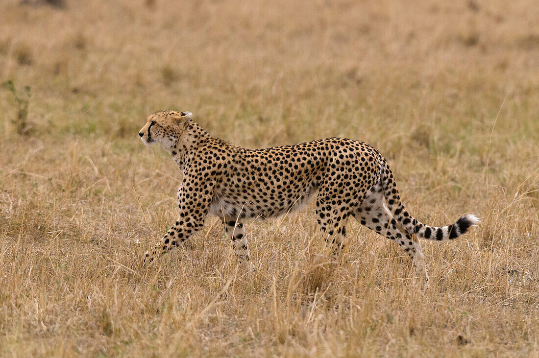 Portrait of a cheetah, Acinonyx jubatus, walking. Masai Mara National Reserve, Kenya.