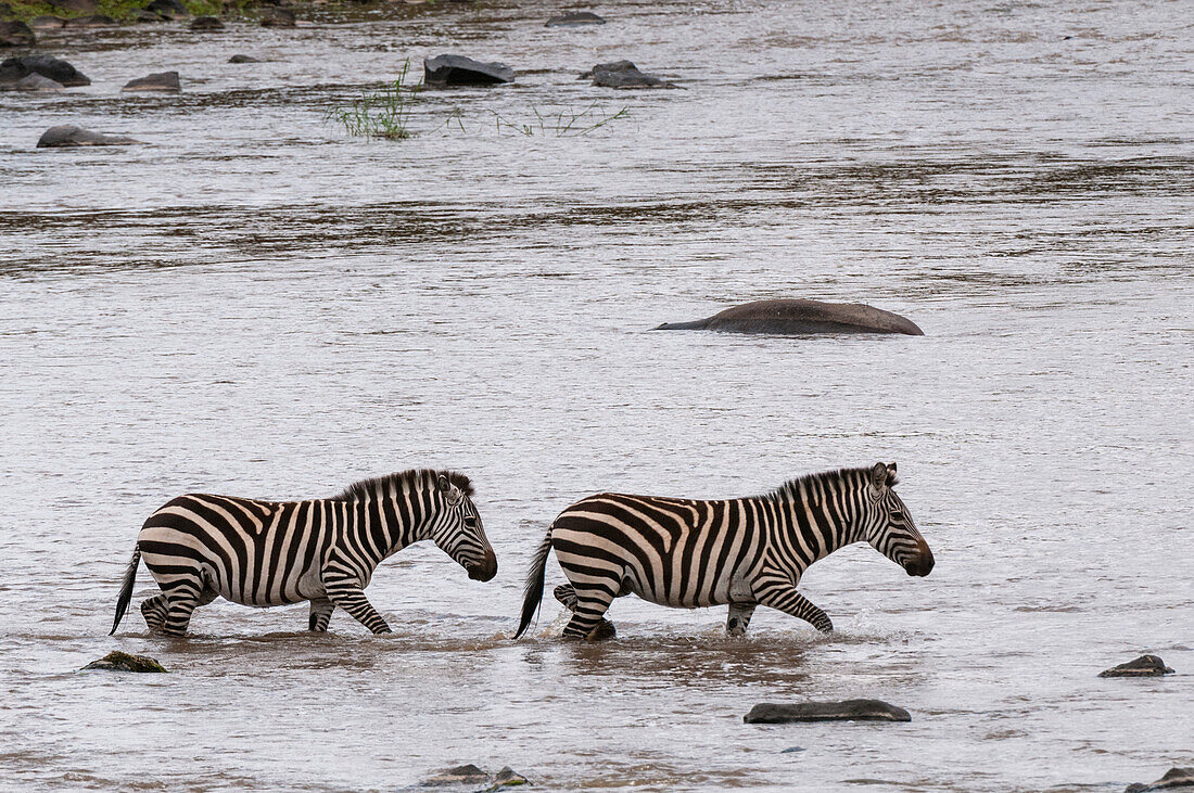 Two plains zebras, Equus quagga, crossing the Mara river. Mara River, Masai Mara National Reserve, Kenya.
