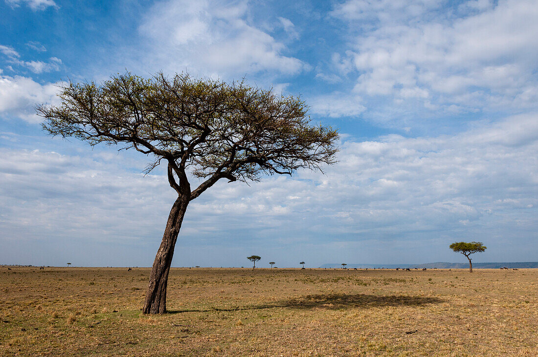 Ein weites, malerisches Grasland mit vereinzelten Akazienbäumen. Masai Mara Nationalreservat, Kenia.