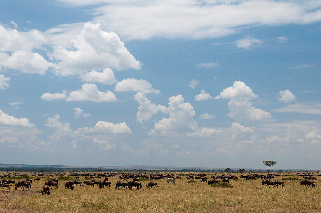 Eine Herde von Gnus, Connochaetes taurinus, in einem weiten Grasland. Masai Mara Nationalreservat, Kenia.