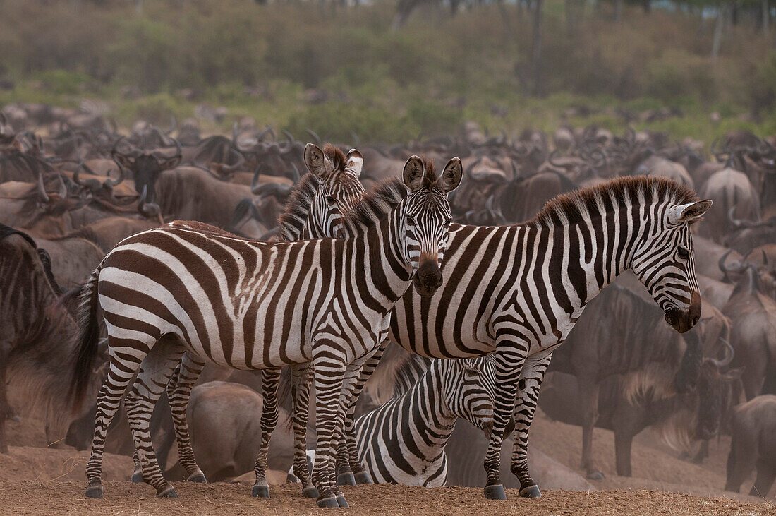 Steppenzebras, Equus quagga, inmitten einer Herde von Gnus, Connochaetes taurinus. Masai Mara-Nationalreservat, Kenia.