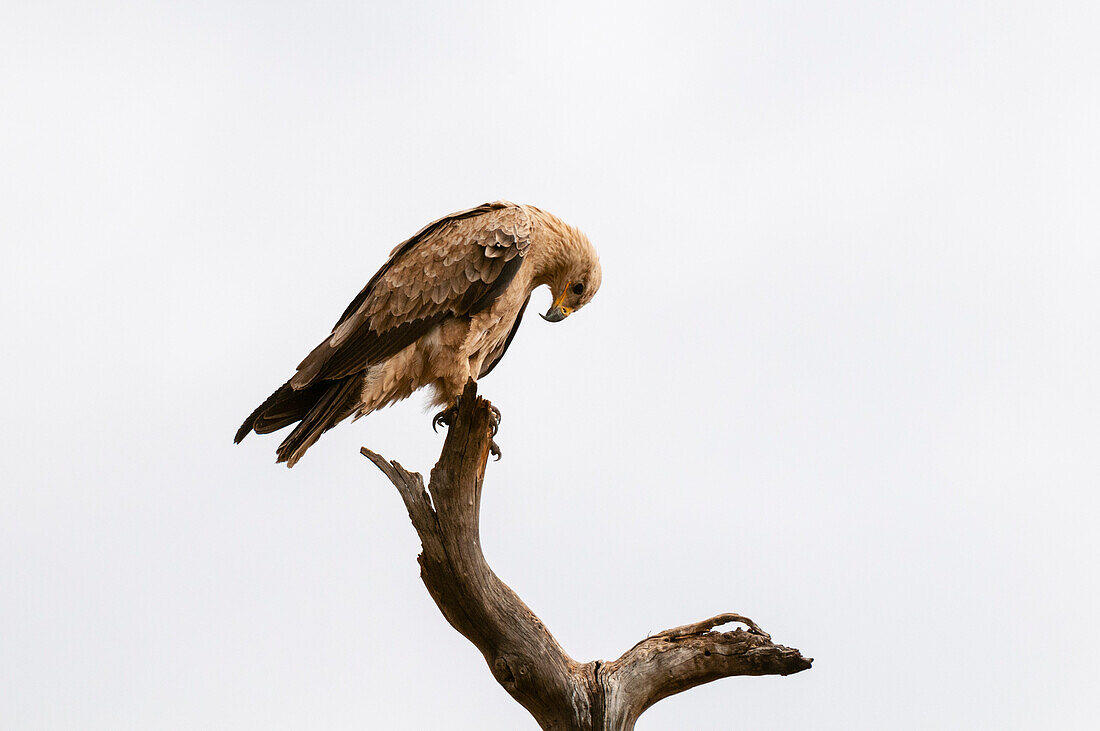 Portrait of a tawny eagle, Aquila rapax, perched on a tree branch. Masai Mara National Reserve, Kenya.