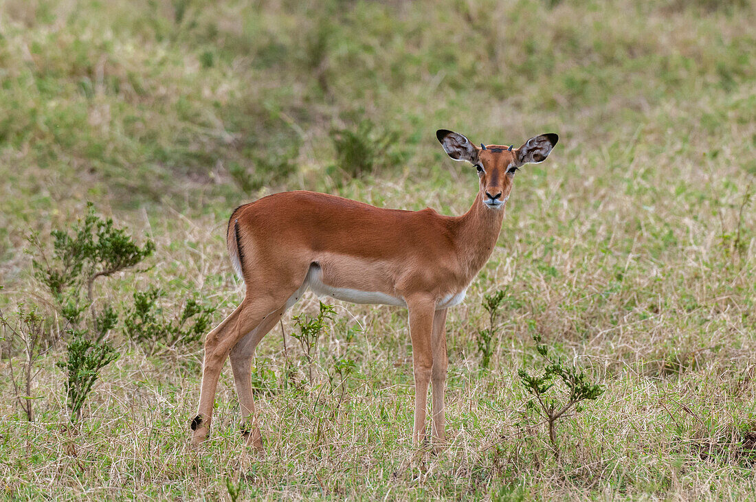 Porträt eines jungen männlichen Impalas, Aepyceros melampus, der in die Kamera schaut. Masai Mara Nationalreservat, Kenia.