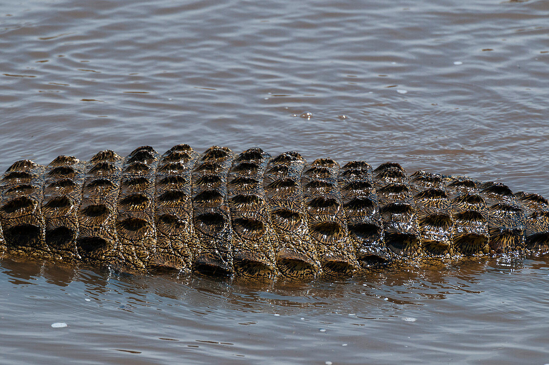 Detail eines Nilkrokodils, Crocodilus niloticus.