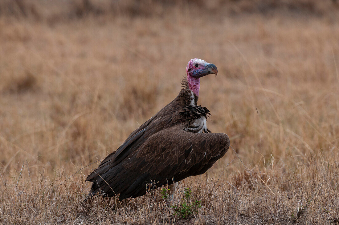 Portrait of a lappet-faced vulture, Torgos tracheliotus. Masai Mara National Reserve, Kenya.