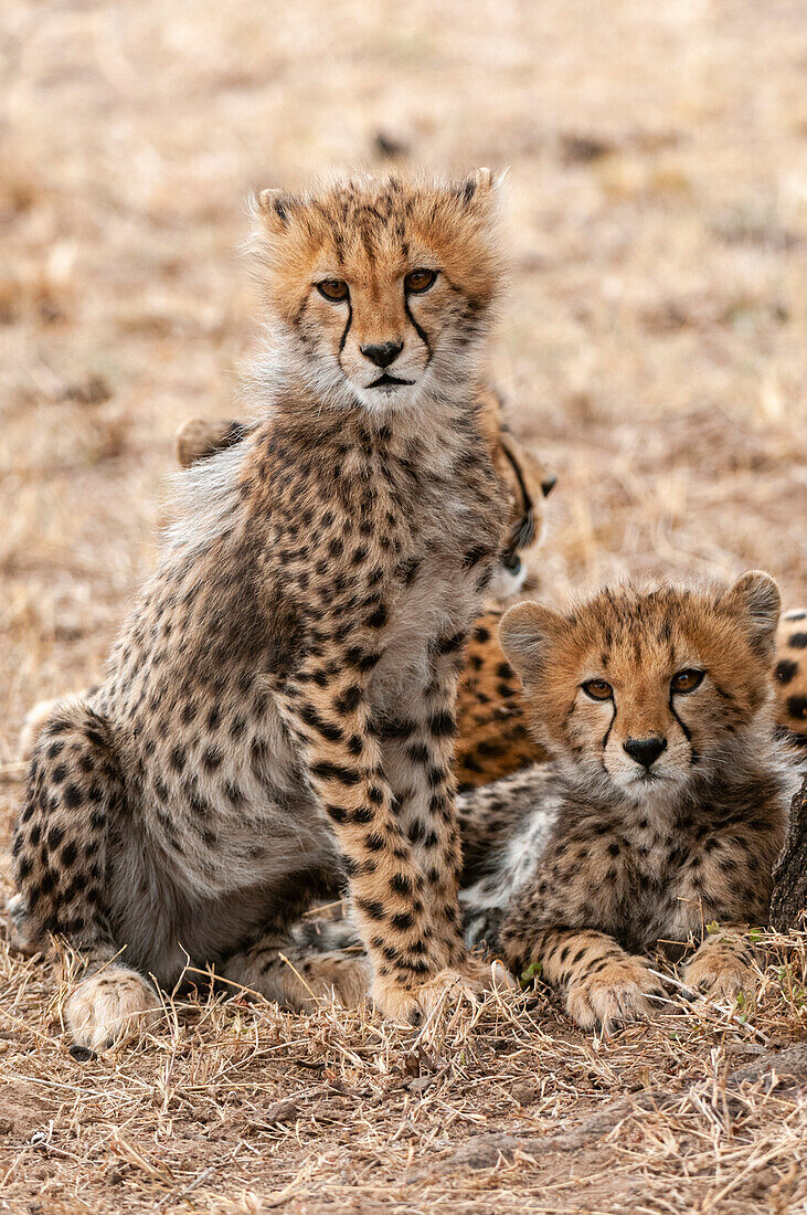 A portrait of two cheetah cubs, Acinonyx jubatus, resting behind their mother. Masai Mara National Reserve, Kenya.