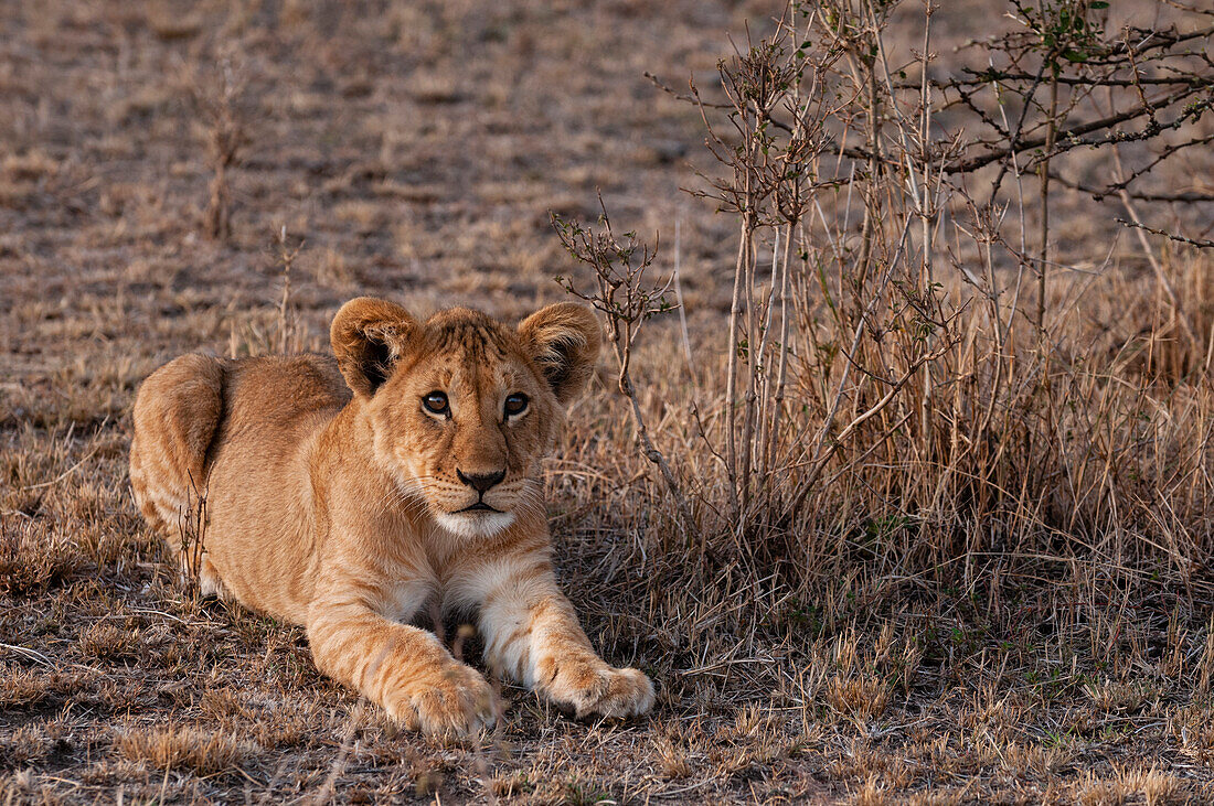 Porträt eines Löwenjungen, Panthera leo, beim Ruhen. Masai Mara-Nationalreservat, Kenia.