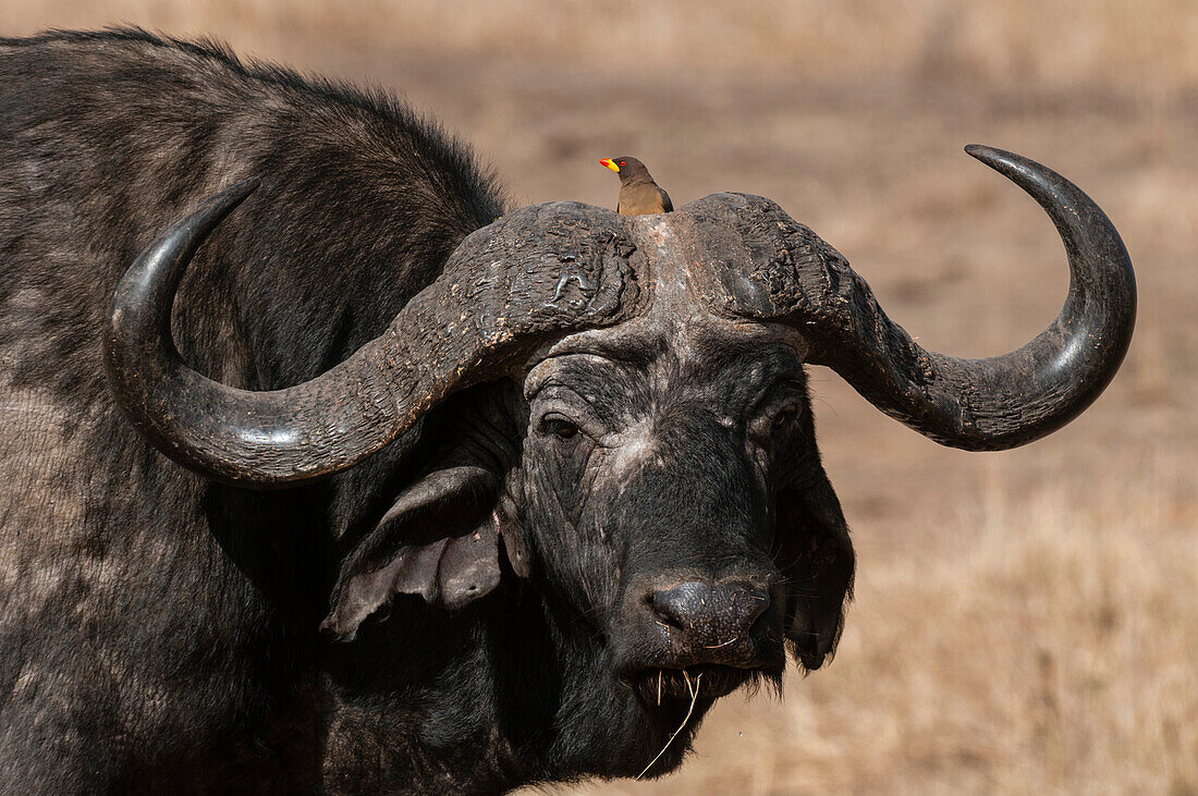 Ein Gelbschnabel-Madenhacker, Buphagus africanus, auf dem Kopf eines männlichen Kapbüffels, Syncerus caffer. Masai Mara Nationalreservat, Kenia.