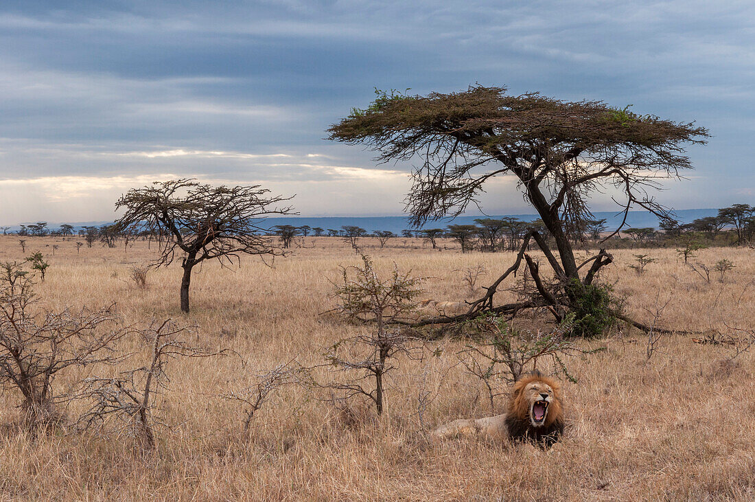 A male lion, Panthera leo, resting and yawning near a stand of acacia trees on the savanna. Mara National Reserve, Kenya.