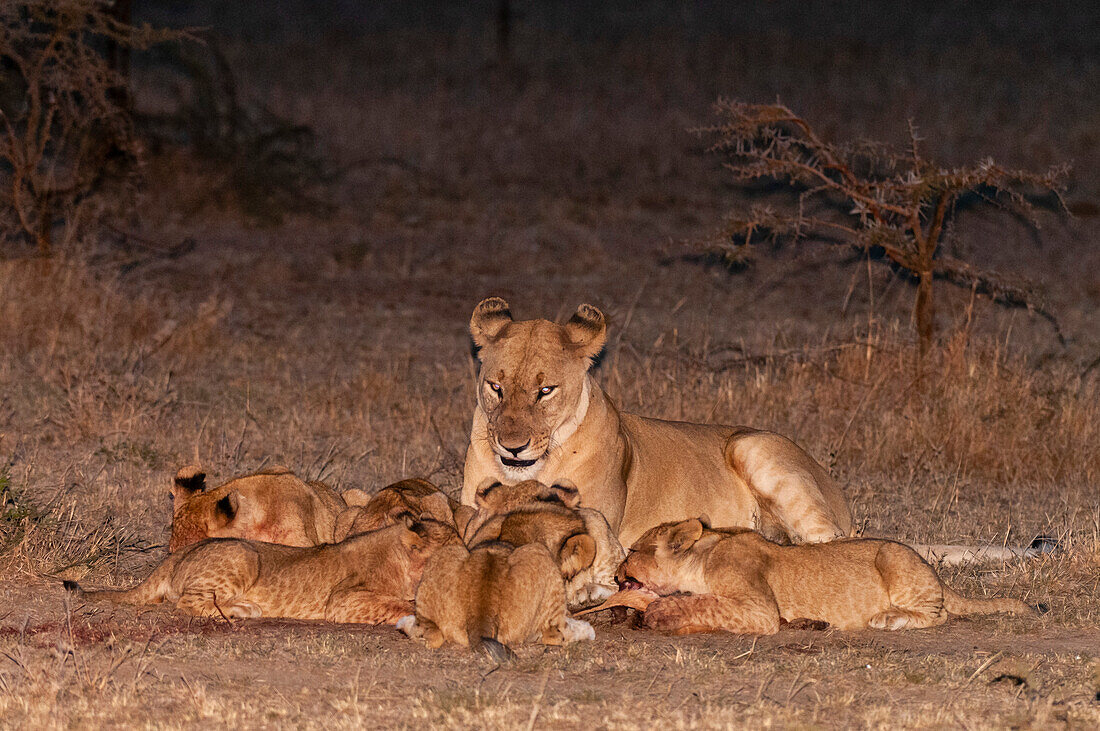 Eine Löwin, Panthera leo, beobachtet ihre Jungen beim Fressen eines Kadavers. Masai Mara Nationalreservat, Kenia.
