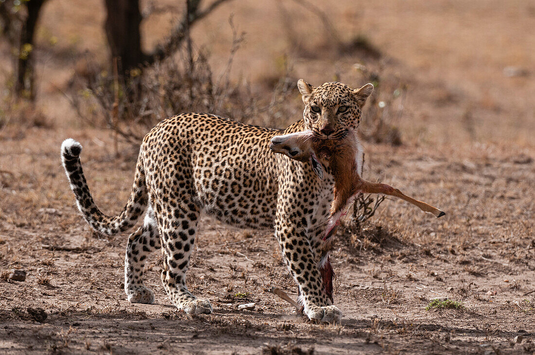 A leopard, Panthera pardus, feeding on an impala, Aepyceros melampus. Masai Mara National Reserve, Kenya.