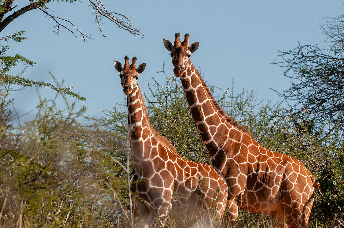 Two reticulated giraffes, Giraffa camelopardalis reticulata, among thorny acacia trees. Loisaba Wilderness Conservancy, Laikipia District, Kenya.