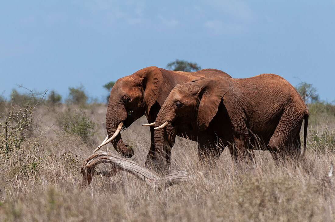 Afrikanische Elefanten, Loxodonta africana, laufen im hohen Gras. Lualenyi-Wildreservat, Kenia.