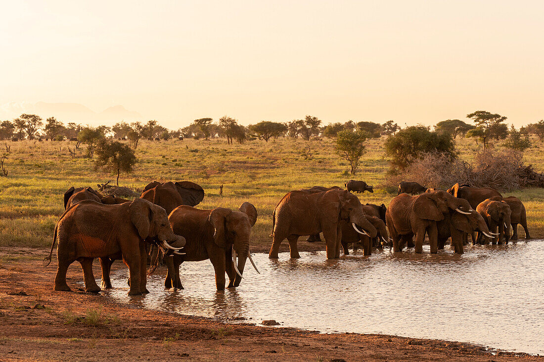 Eine Herde afrikanischer Elefanten, Loxodonta africana, trinkt an einem Wasserloch. Lualenyi-Wildreservat, Malindi, Kenia.