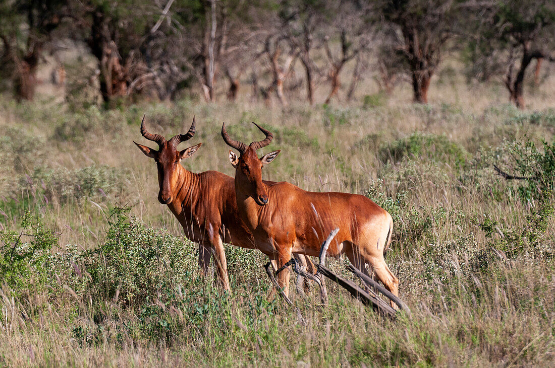 A portrait of two Coke's hartebeest, Alcelaphus buselaphus cokii, in scrub land. Lualenyi Game Reserve, Malindi, Kenya.