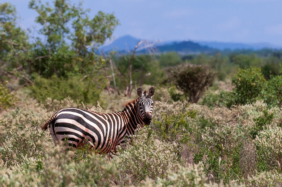 Portrait of a Grant's zebra, Equus quagga boehmi, in scrub land. Lualenyi Game Reserve, Kenya.