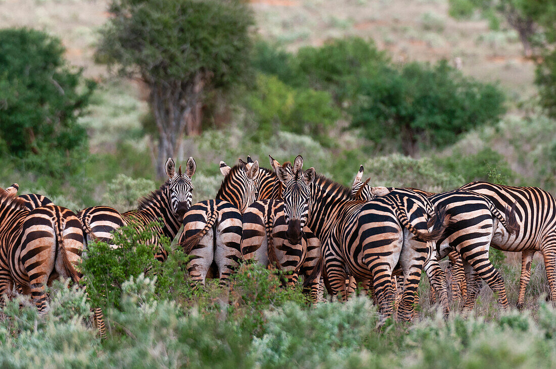A herd of Grant's zebra, Equus quagga boehmi, in scrub land. Lualenyi Game Reserve, Kenya.