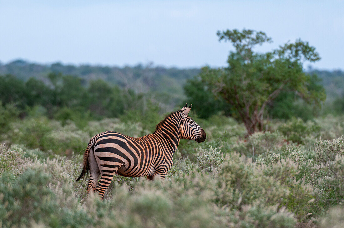 Porträt eines Grant's Zebras, Equus quagga boehmi, im Buschland. Lualenyi-Wildreservat, Kenia.