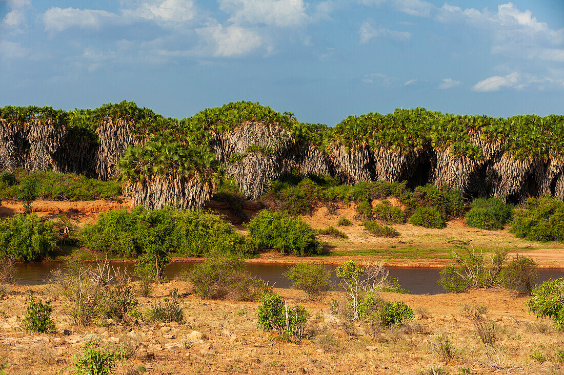 Doum-Palmen, Hyphaene coriacea, entlang des Galana-Flusses. Galana-Fluss, Tsavo-Ost-Nationalpark, Kenia.