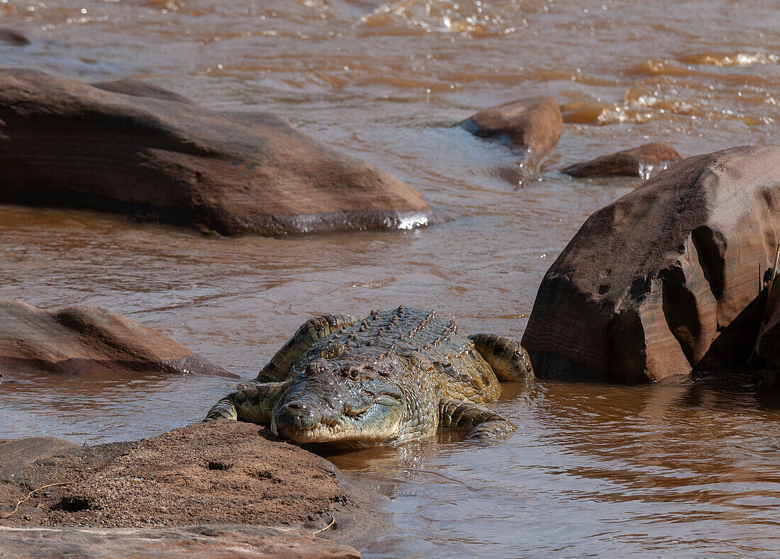 Ein Nilkrokodil, Crocodylus niloticus, ruht sich an einem Flussufer aus. Galana-Fluss, Tsavo-Ost-Nationalpark, Kenia.