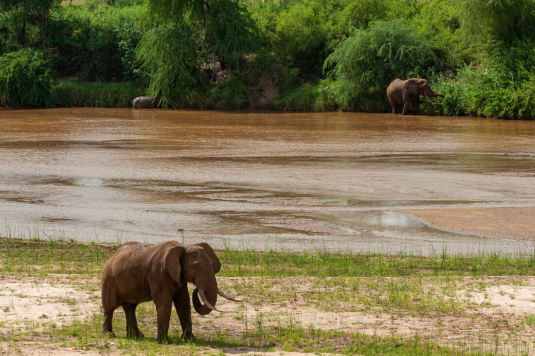 Two African elephants, Loxodonta africana, eating along the banks of the Galana River. Galana River, Tsavo East National Park, Kenya.