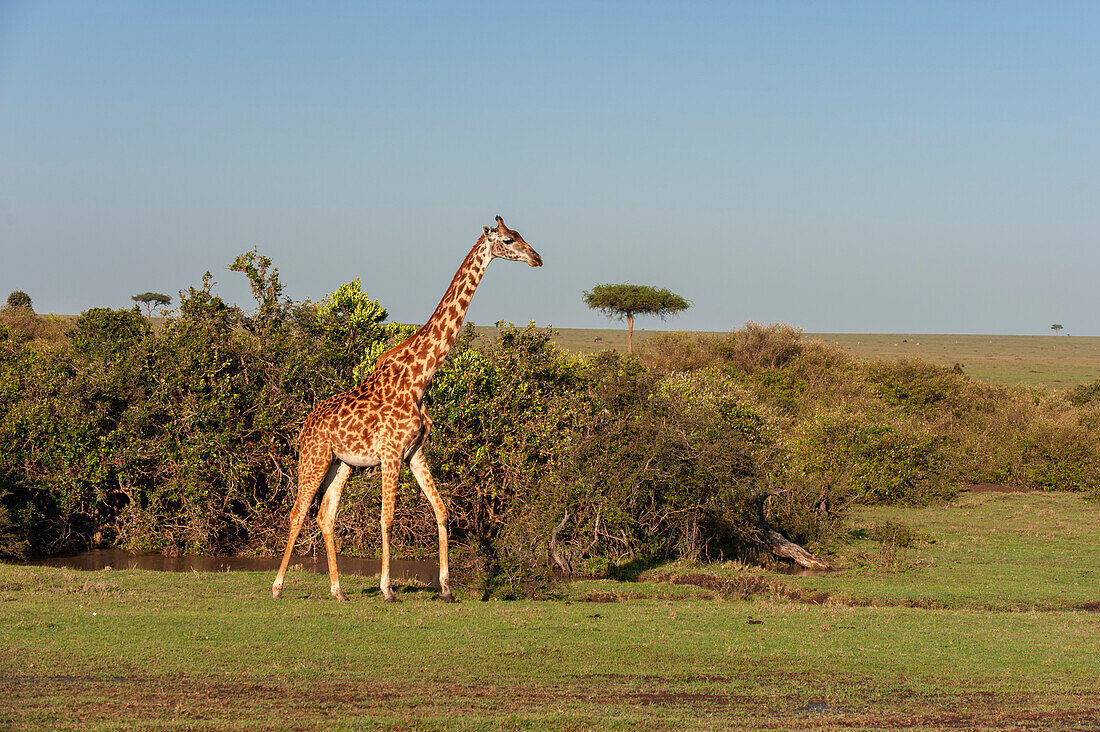 Eine Masai-Giraffe, Giraffa camelopardalis, beim Spaziergang. Masai Mara-Nationalreservat, Kenia.