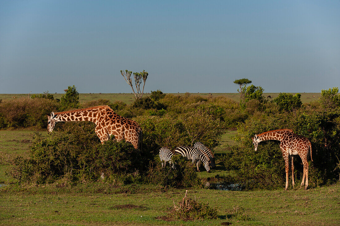 Giraffen, Giraffa camelopardalis, beim Grasen und gewöhnliche Zebras, Equus quagga, beim Grasen. Masai Mara-Nationalreservat, Kenia.