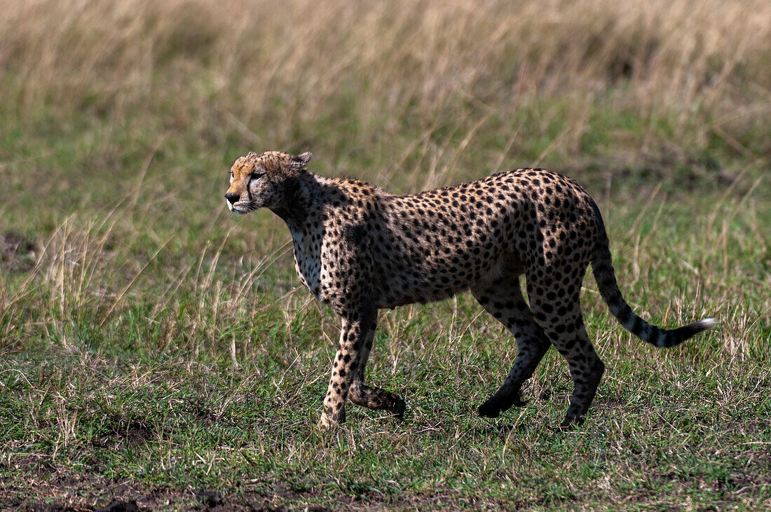 Ein Gepard, Acinonyx jubatus, auf der Suche nach Beute. Masai Mara-Nationalreservat, Kenia.