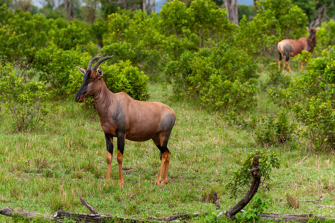 Porträt eines Topi, Damaliscus lunatus. Masai Mara-Nationalreservat, Kenia.