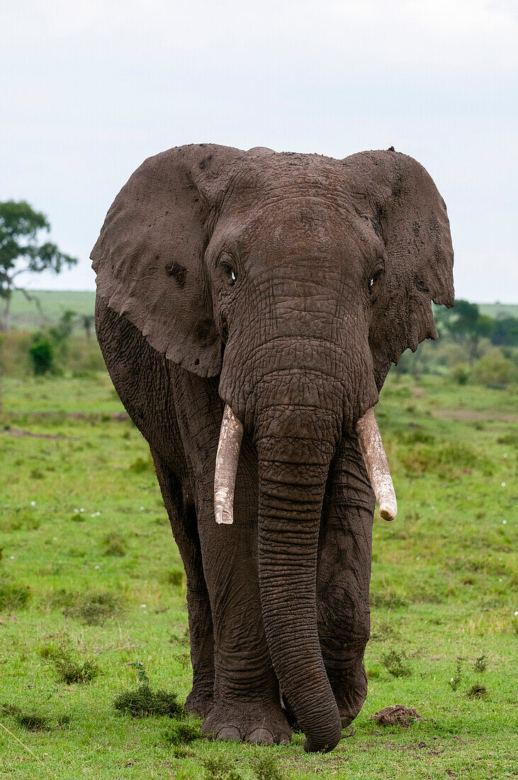 Porträt eines afrikanischen Elefanten, Loxodonta africana, der auf den Fotografen zugeht. Masai Mara Nationalreservat, Kenia.