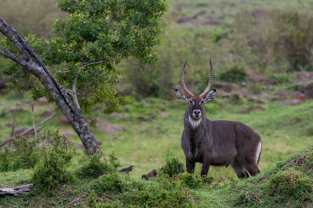 Porträt eines wachsamen männlichen Wasserbocks, Kobus ellipsiprymnus. Masai Mara-Nationalreservat, Kenia.