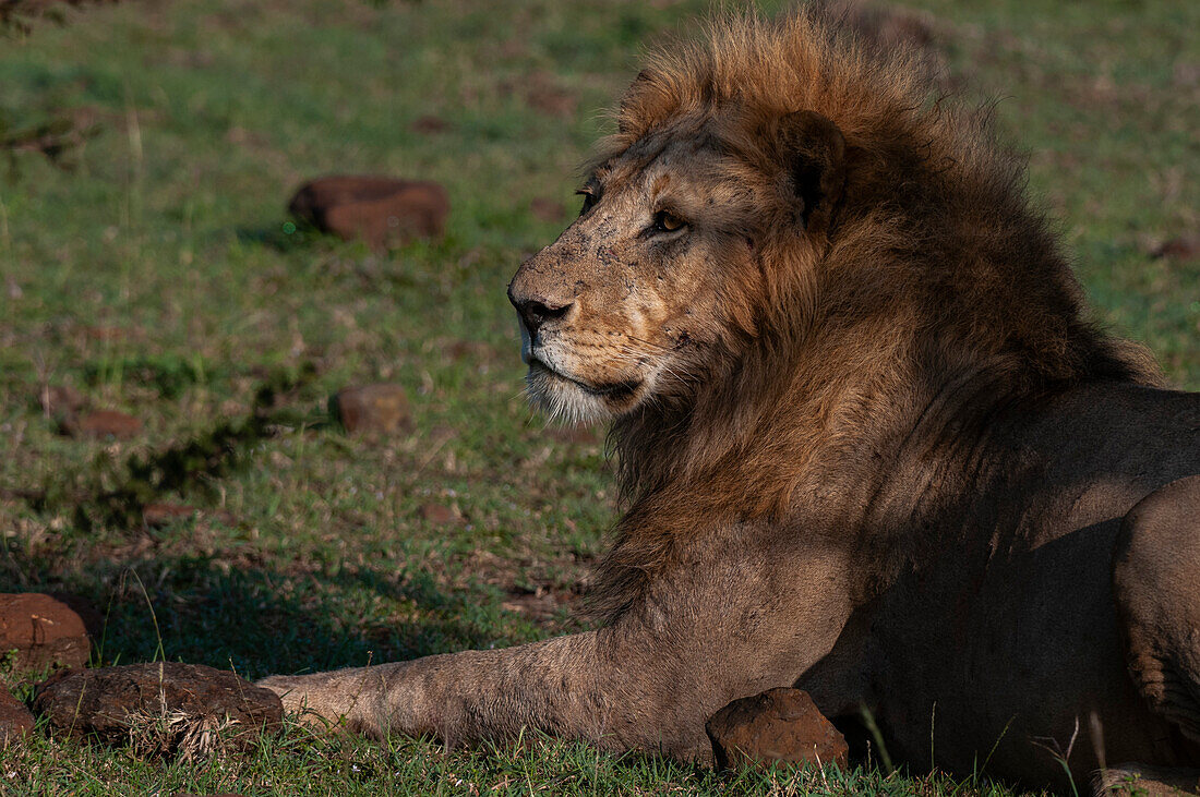 Porträt eines alten männlichen Löwen, Panthera leo, beim Ruhen. Masai Mara-Nationalreservat, Kenia.