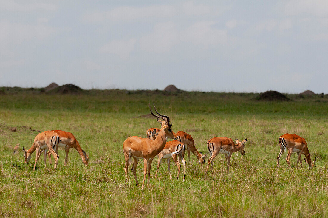 A dominant male impala, Aepyceros melampus, with his harem. Masai Mara National Reserve, Kenya.