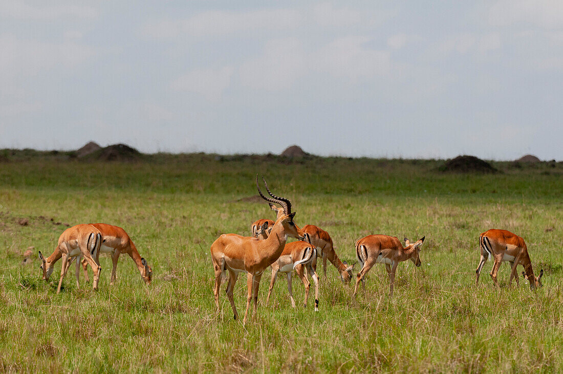 Ein dominantes Impala-Männchen, Aepyceros melampus, mit seinem Harem. Masai Mara-Nationalreservat, Kenia.