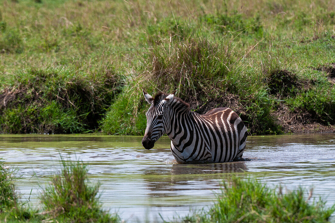 Ein gewöhnliches Zebra, Equus quagga, beim Baden an einem Wasserloch. Masai Mara Nationalreservat, Kenia.