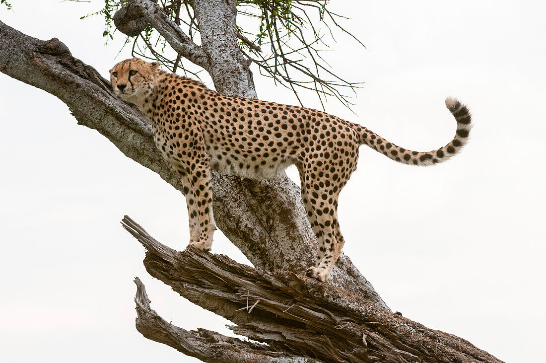 A cheetah, Acinonyx jubatus, on a tree branch, searching for prey. Masai Mara National Reserve, Kenya.