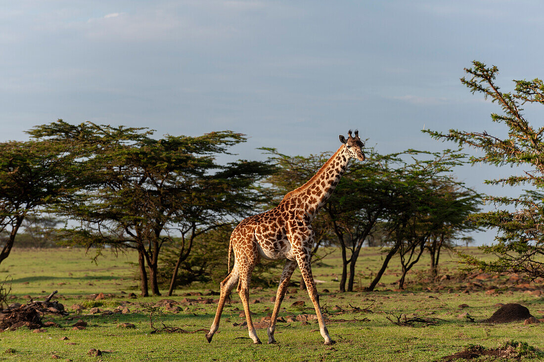 Porträt einer Masai-Giraffe, Giraffa camelopardalis, beim Spaziergang in der Savanne. Masai Mara-Nationalreservat, Kenia.