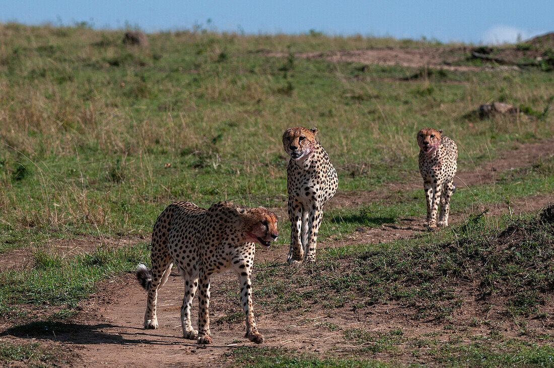Drei Gepardenbrüder, Acinonyx jubatus, auf der Suche nach Beute. Masai Mara Nationalreservat, Kenia.